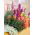 Dwarf Snapdragon - Mixed - Antirrhinum majus - Charming and Compact Blooms for Containers - Fresh Seeds