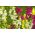 Dwarf Snapdragon - Mixed - Antirrhinum majus - Charming and Compact Blooms for Containers - Fresh Seeds
