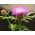 Persian Cornflower - Centaurea dealbata - Vibrant Bee Magnet, Perfect for Borders - Fresh Seeds