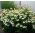 Echinacea - White Swan - Ehinacea purpurea - Elegant White Blooms for Late Summer - Fresh Seeds