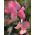 गुलाबी मीठे मटर के बीज - Lathyrus odoratus - 36 बीज - 