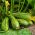 Courgette - Nimba - 12 graines - Cucurbita pepo