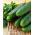 Pita Benih F1 Ketimun Polan - Cucumis sativus - biji