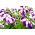 Petunia Multiflora semințe mixte - Petunia x hybrida - 80 de semințe - Petunia x hybrida pendula 