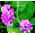 Semi misti a foglia larga eterni a foglia larga - Lathyrus latifolius - 36 semi