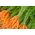 Gulrot - Berlikumer 2 - Perfection - Daucus carota