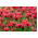 Crimson beebalm - campuran pelbagai; Scarlet beebalm, Scarlet monarda, Oswego tea - 180 biji - Monarda didyma - benih
