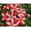 Havepetunia - rød - hvid - 80 frø - Petunia x hybrida