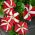 Havepetunia - rød - hvid - 80 frø - Petunia x hybrida