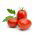 Pomodoro - Rio Grande - 200 semi - Lycopersicon esculentum Mill