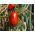 Pomodoro - Rio Grande - 200 semi - Lycopersicon esculentum Mill