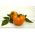 Tomate - Złoty Ożarowski - Vibrante naranja, jugosos frutos favoritos del jardín - Semillas frescas