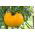 Tomate - Złoty Ożarowski - Vibrante naranja, jugosos frutos favoritos del jardín - Semillas frescas