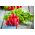 Radish "Rowa" - 425 de semințe - Raphanus sativus L.