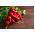 Radish "Rowa" - 425 de semințe - Raphanus sativus L.