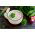 Radish - Saxa 2 - Quick Growing, Classic Tangy Flavour - Fresh Seeds