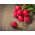 Radish - Saxa 2 - Quick Growing, Classic Tangy Flavour - Fresh Seeds