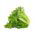Crisp salata "Regina Dei Ghiacci" 4 - 475 sjemenki - Lactuca sativa L.  - sjemenke