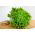 Crisp salata "Regina Dei Ghiacci" 4 - 475 sjemenki - Lactuca sativa L.  - sjemenke