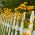 Girasol falso, semillas de sol de verano - Heliopsis scabra - 100 semillas