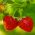 Strawberry semințe Tresca - Fragaria ananassa - 20 de semințe - Fragaria ×ananassa