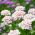 Semi misti Candytuft, Globe Candytuft - Iberis umbellata - 410 semi