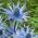 Erinago blu, agrifoglio marino piatto - 165 semi - Eryngium planum
