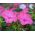 Wunderblume - Mischung - Mirabilis jalapa - Reicher Duft, ideal für Sommernächte - Samen