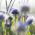 Echte Kugelblume Samen - Globularia punctata - 400 Samen -