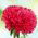 Astro nano - Milady Scarlet - Callistephus chinensis - Fioritura rosso fuoco, ideale per bordure - Semi Freschi