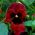 Large flowered  garden pansy - red with black dot - 400 seeds