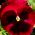 Large flowered  garden pansy - red with black dot - 400 seeds