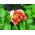 Strawberry semințe Tresca - Fragaria ananassa - 20 de semințe - Fragaria ×ananassa