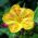 Wunderblume - Mischung - Mirabilis jalapa - Reicher Duft, ideal für Sommernächte - Samen