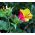 Wunderblume - Mischung - Mirabilis jalapa - Reicher Duft, ideal für Sommernächte - Samen