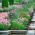 Pink Planter blandede frø - 