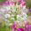 Spider Flower - Mixed - Cleome hassleriana - Stunning Height, Grows Up to 1 Metre Tall - Fresh Seeds