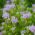 Lemon Beebalm tohumları - Monarda citriodora - 180 tohumlar
