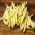 Fréjol - Fructidor - BIO - Phaseolus vulgaris L. - semillas