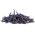 Brechbohne 'Purple Teepee' - Samen 