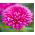 Astro nano - Milady Rose - Callistephus chinensis - Bellezza compatta, ideale per piccoli spazi - Semi Freschi
