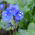 Pamacsos mézontófű - Phacelia campanularia - Remek napos virágágyásokba és szegélyekhez! - Friss vetőmagok