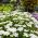 Semi misti Candytuft, Globe Candytuft - Iberis umbellata - 410 semi