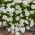 Semi misti Candytuft, Globe Candytuft - Iberis umbellata - 410 semi