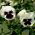 Viola wittrockiana - Silverbride, Silberbrauti - Bianco e Nero - 400 semi - Viola x wittrockiana