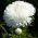 Čína Aster vlajka Poľska, biela-červená Čína Aster semená - Callistephus chinensis - 450 semien