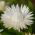 Strawflower - White - Helichrysum bracteatum - Elegant White, Perfect for Dried Use - Fresh Seeds