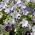 Nemophila - színkeverék - Nemophila sp. - Talajtakaró növény napos virágágyásokhoz - Friss vetőmagok