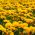 Girasol falso, semillas de sol de verano - Heliopsis scabra - 100 semillas