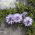Shepherd's Scabious seeds - Jasione laevis - 900 seeds